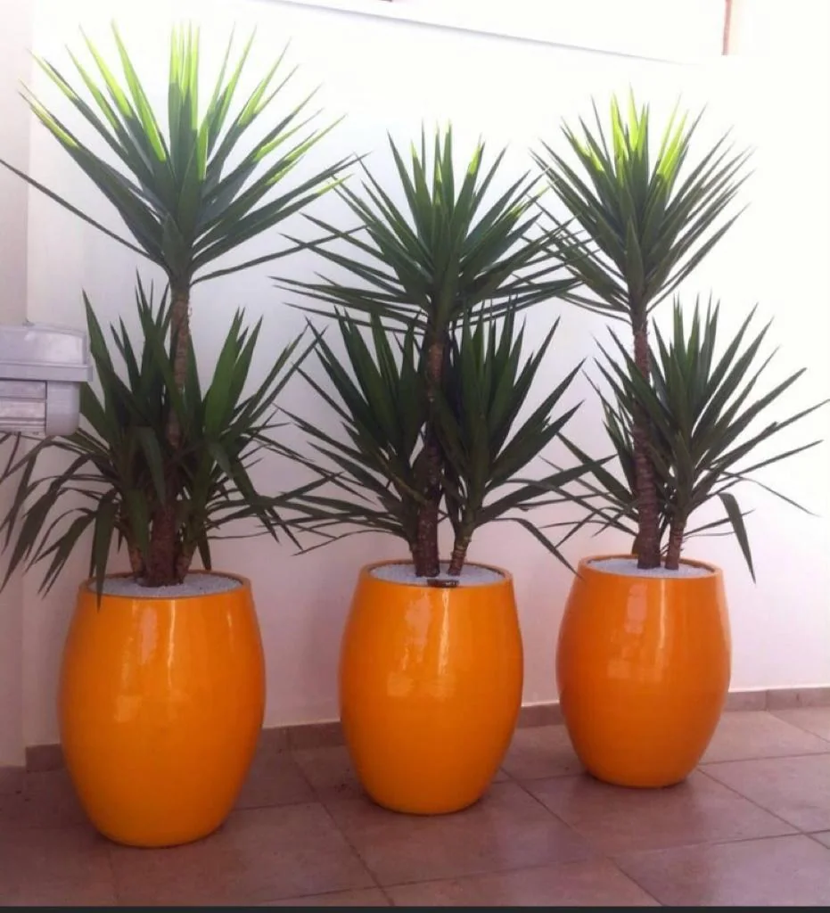 Três vasos laranja com plantas