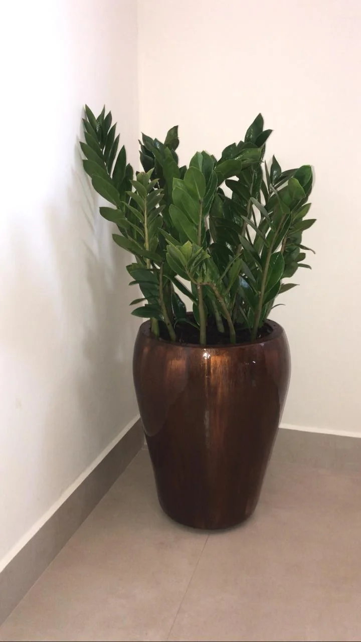 Vaso marrom com planta em ambiente interno