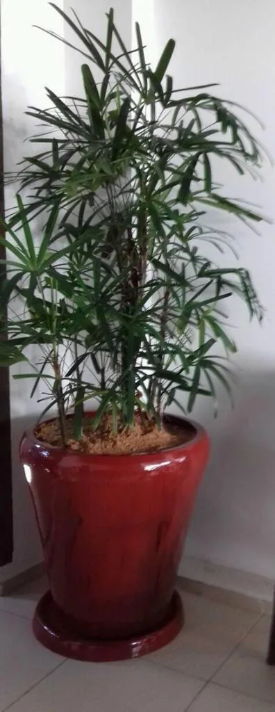 Vaso vermelho com planta em ambiente interno